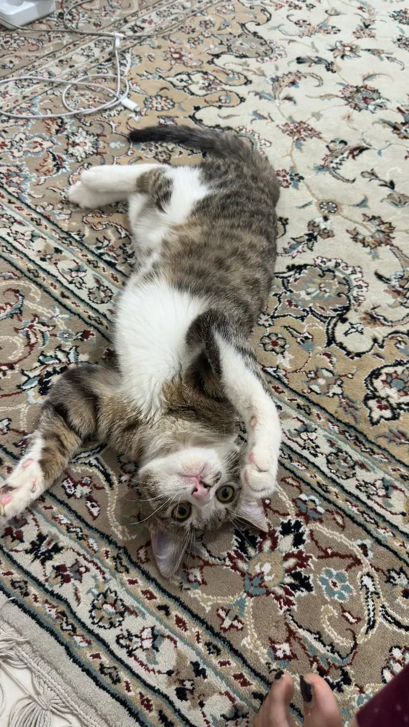 واگذاری گربه خانگی|گربه|گرگان, |دیوار