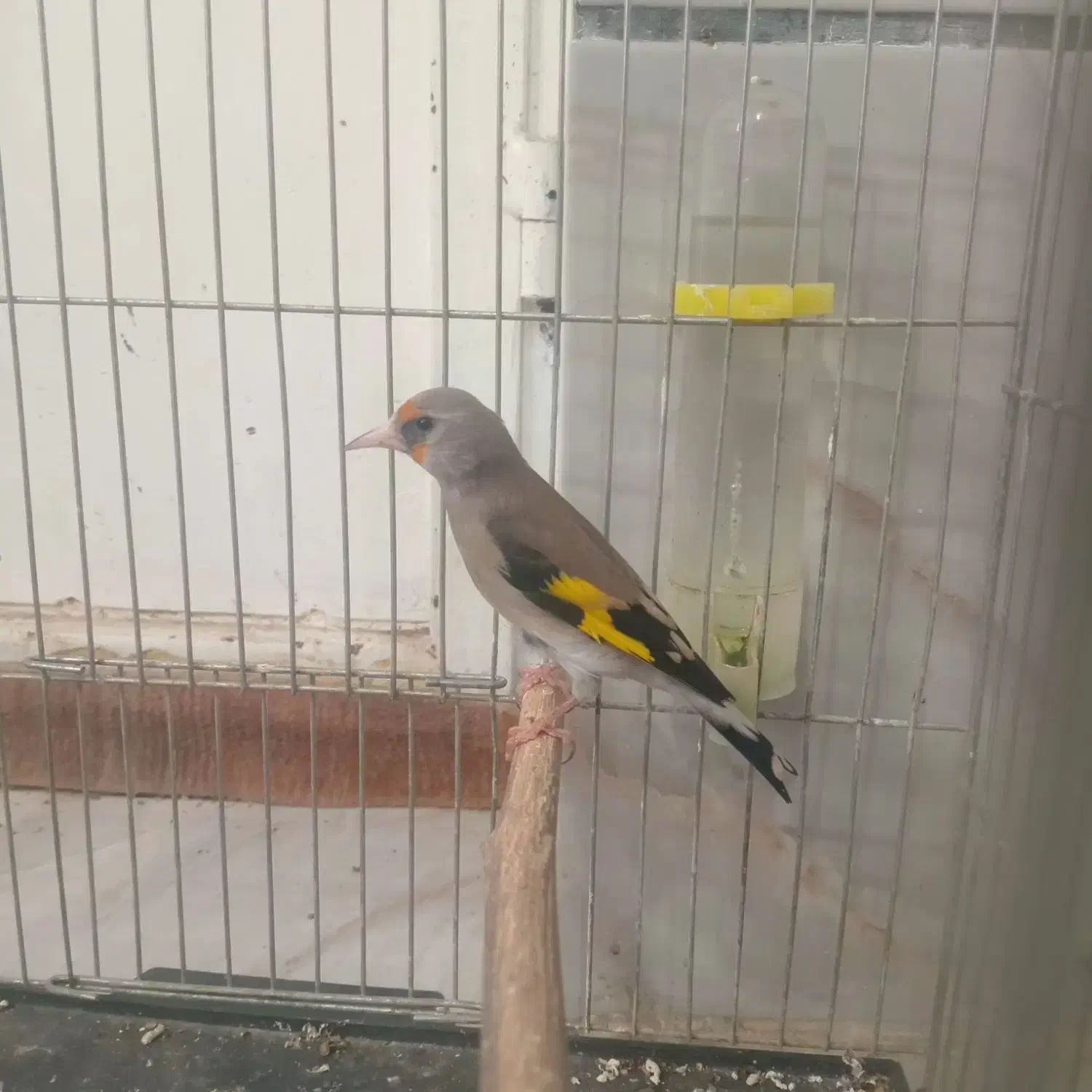 سهره کرمونی|پرنده|شیراز, شهدای شهرک سعدی|دیوار