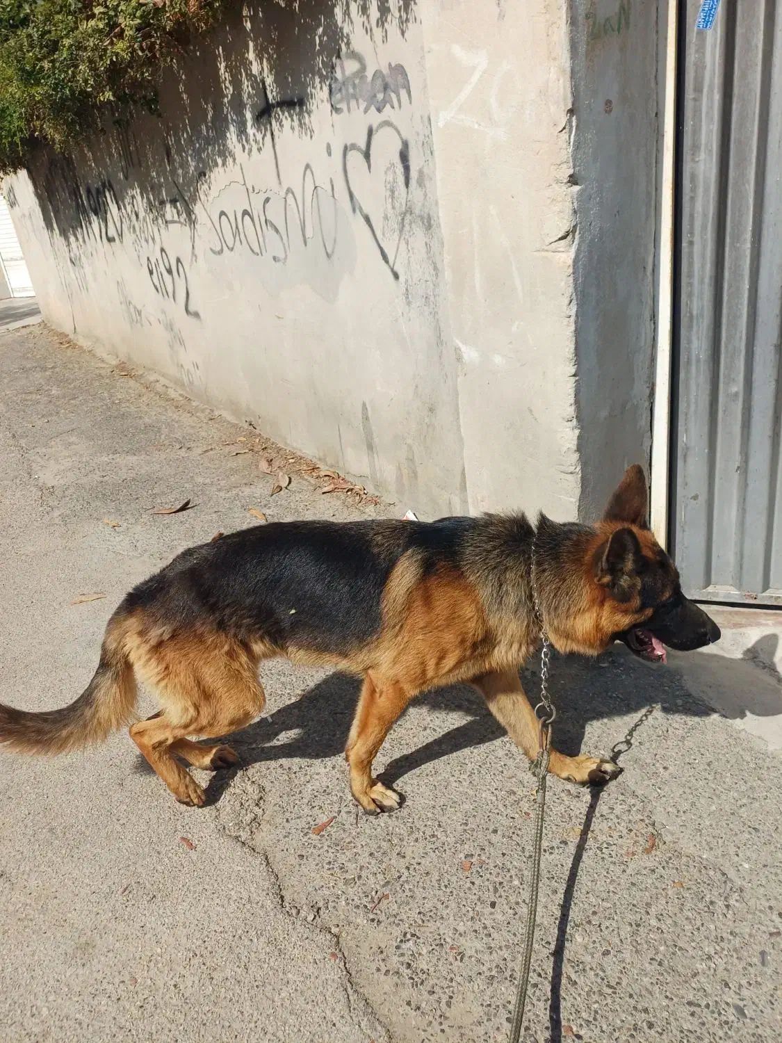 ژرمن شپرد|سگ|گنبد کاووس, |دیوار