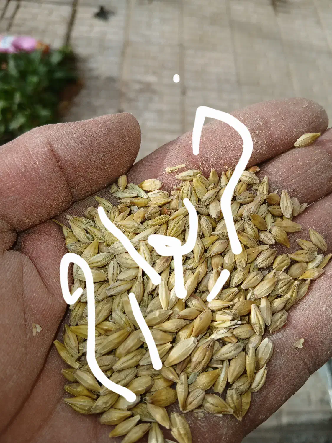 جو خارجی|لوازم جانبی حیوانات|الیگودرز, |دیوار