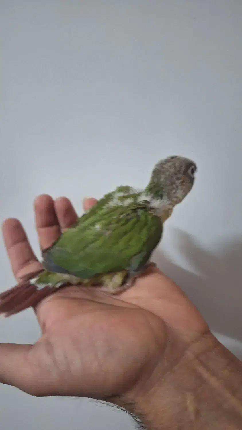 جوجه گرینچیک اناناسی سرلاکی دستی|پرنده|زابل, |دیوار