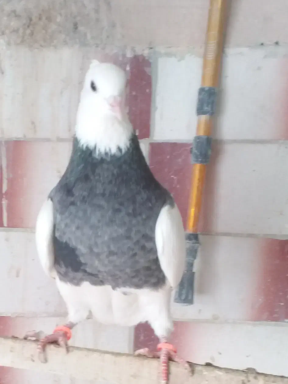 فروش ماده عتیقه|پرنده|سقز, |دیوار