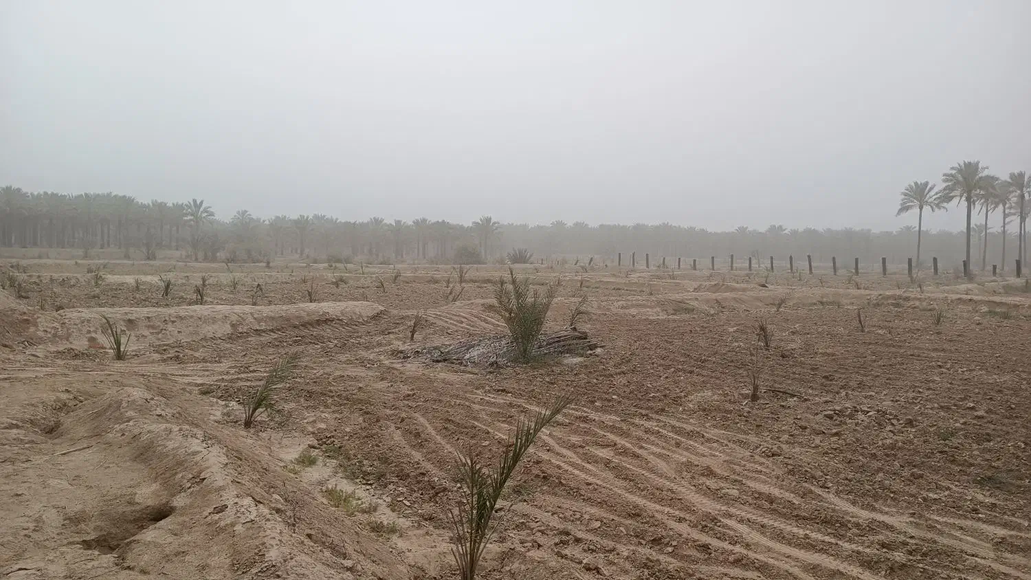 نخل|گل و گیاه طبیعی|آبپخش, |دیوار