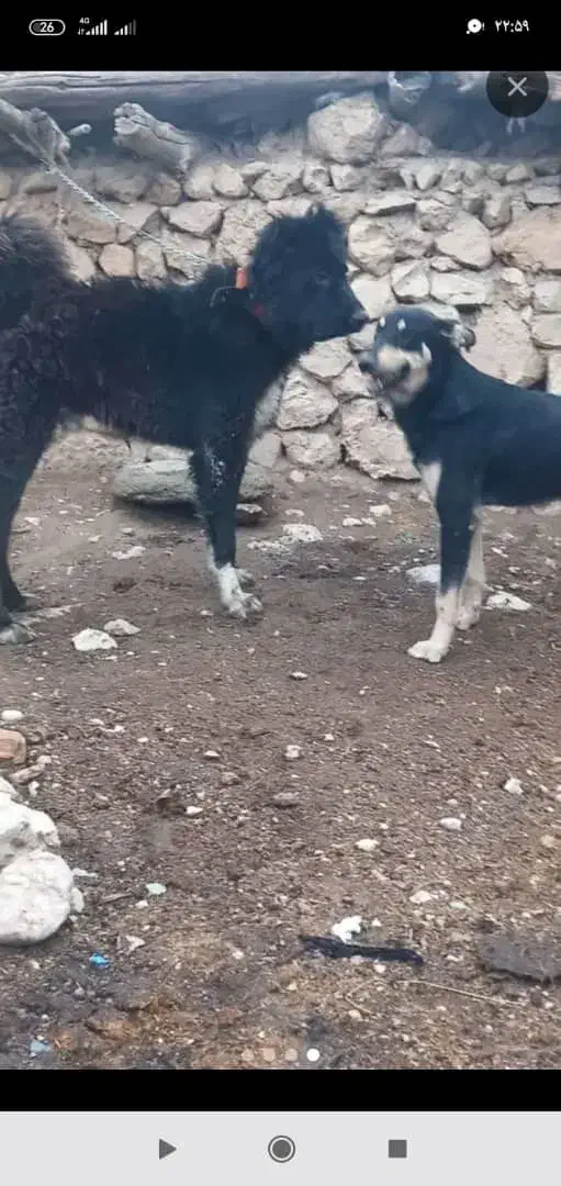 سگ قهدریجانی|سگ|مرودشت, ثبت احوال|دیوار