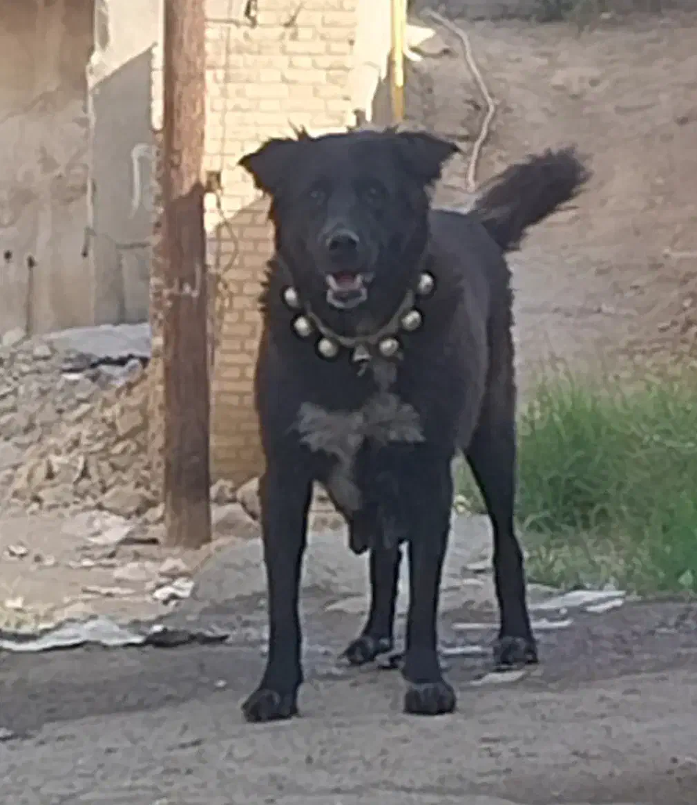 ماده قدرجونی|سگ|اهواز, کوی رمضان|دیوار