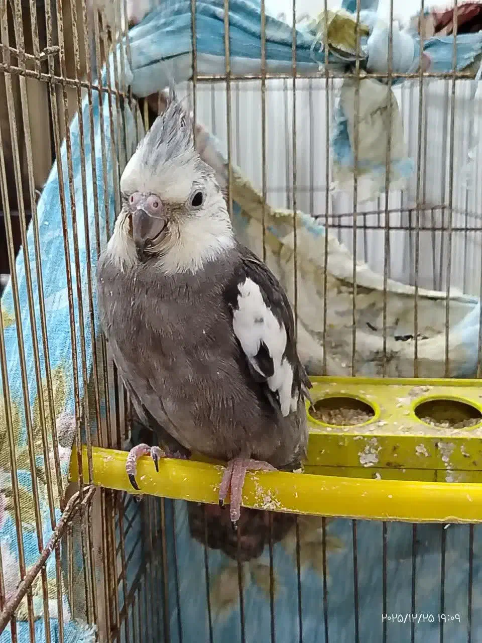 عروس هلندی|پرنده|قم, شهرک امام حسن|دیوار