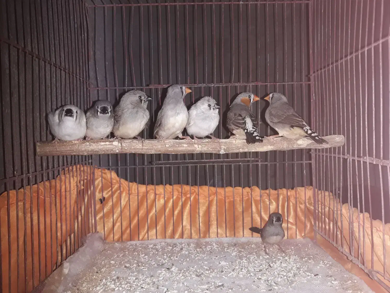 ۳تا فنچ جوانه و۵تا جوجه|پرنده|زابل, |دیوار