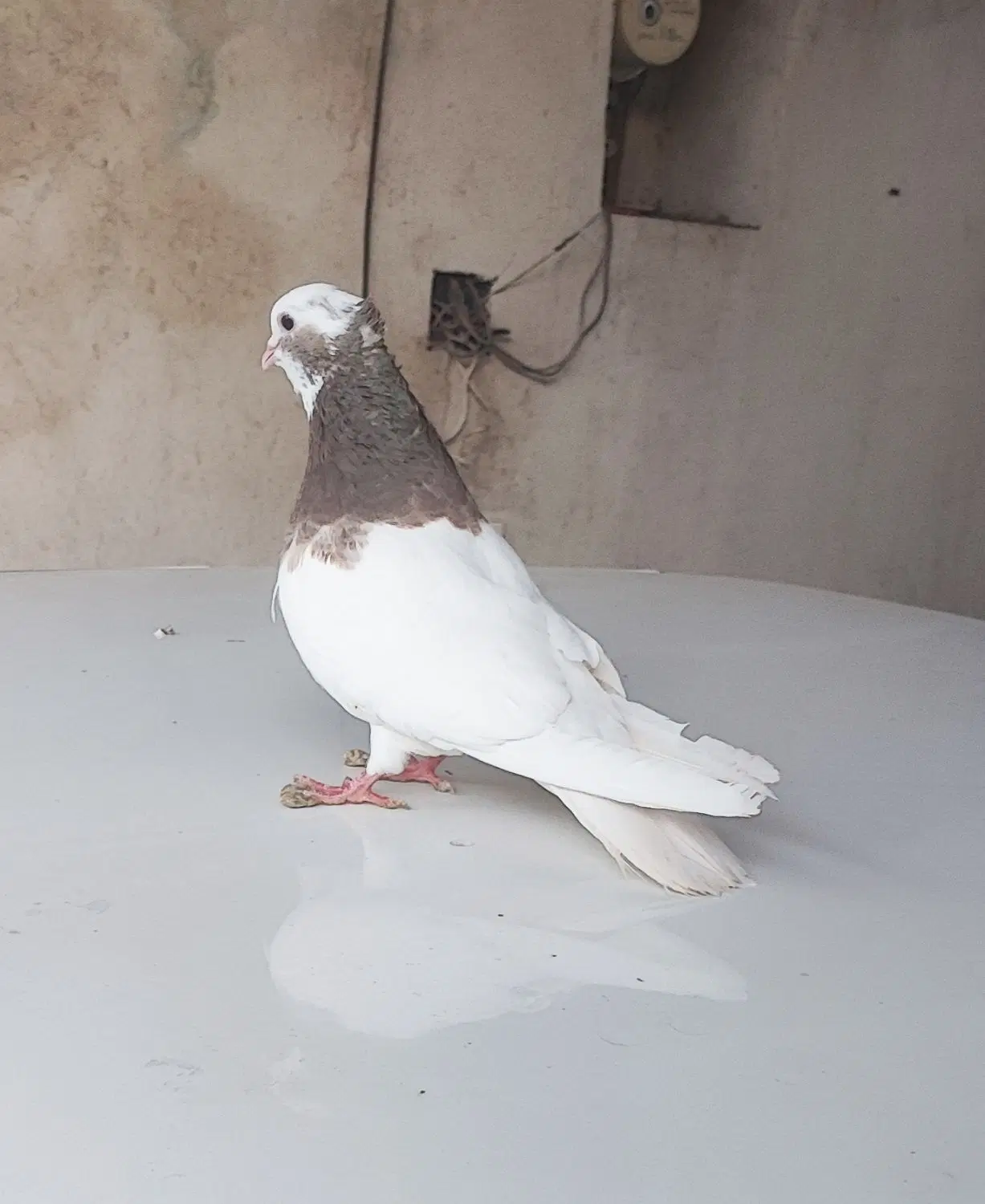 طوقی|پرنده|فسا, |دیوار