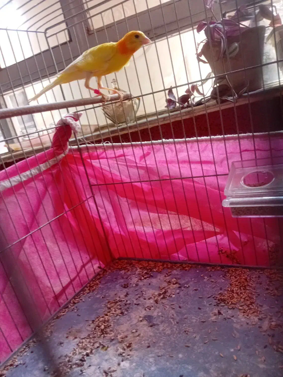 قناری مست|پرنده|آذرشهر, |دیوار