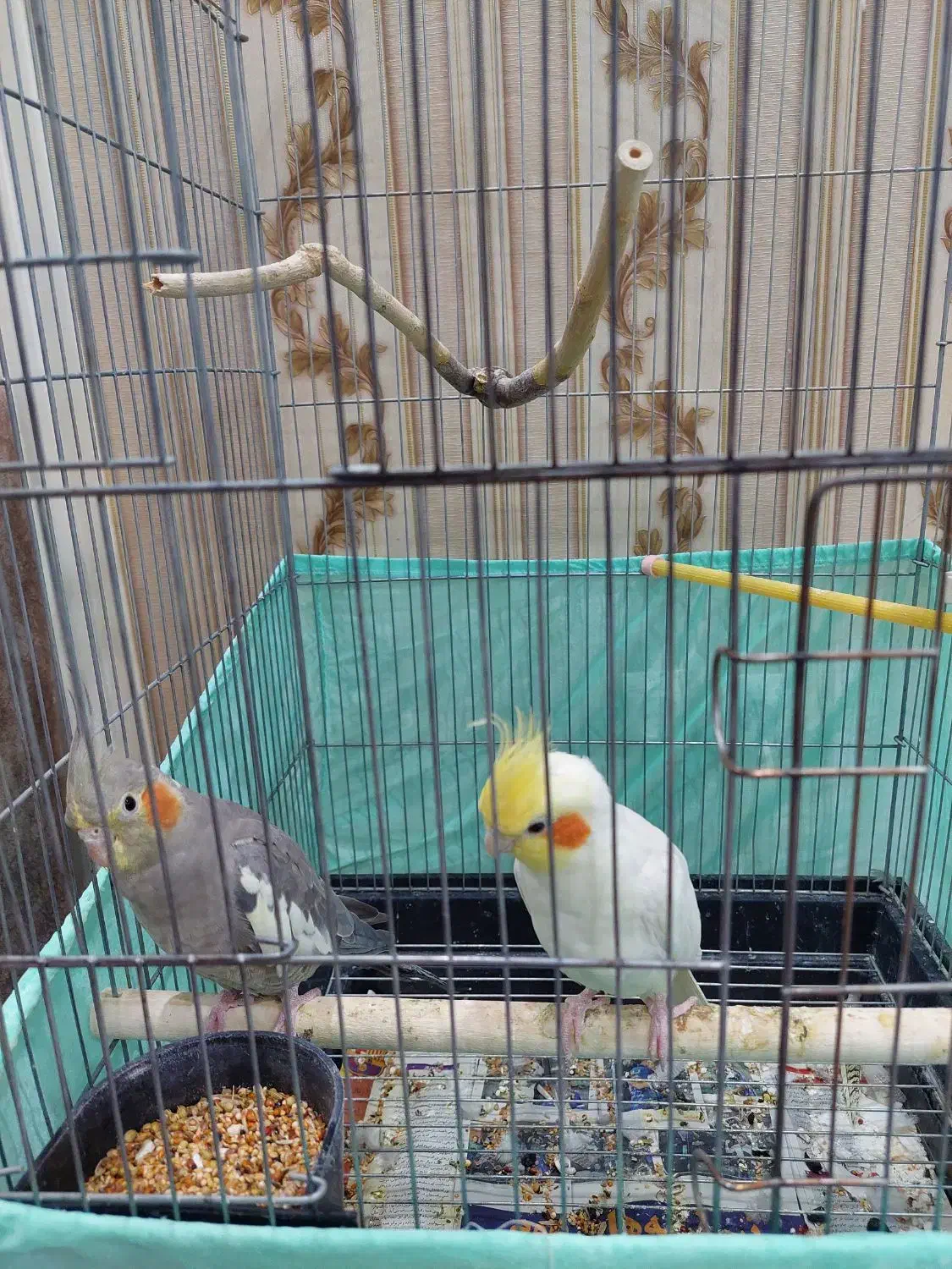 عروس هلندی|پرنده|تهران, والفجر (افسریه)|دیوار