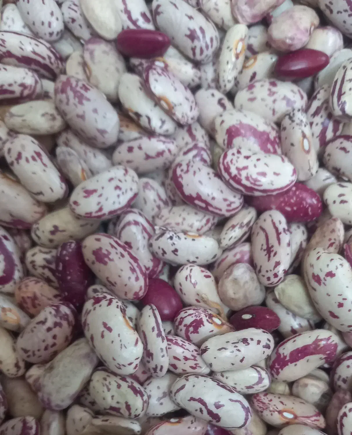 لوبیا چیتی کپسولی(بوجاری شده)(قیمت320مقطوع)|حراج|ویلکیج, |دیوار