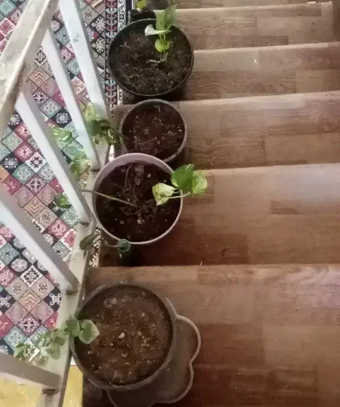 گل گلدون من|گل و گیاه طبیعی|شیراز, نصر|دیوار