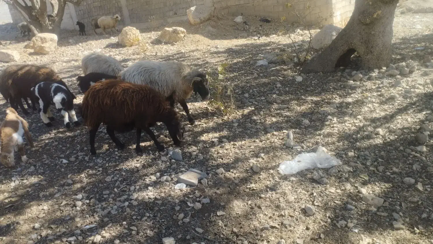 بزجوان خلج با کهره نر ومیش|حیوانات مزرعه|یاسوج, |دیوار