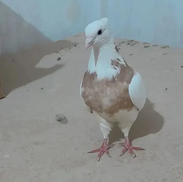 کبوتر طوقی|پرنده|ساوه, |دیوار