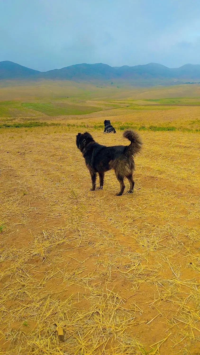 قیمت ۴ میلیون|سگ|انگوت, |دیوار