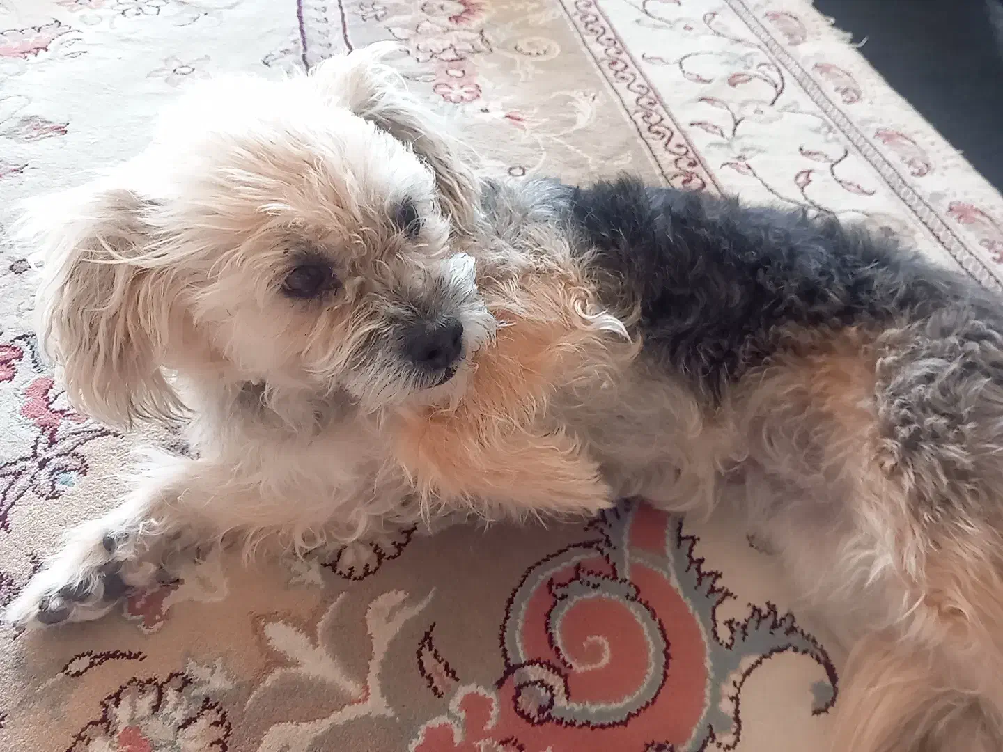 واگذاری سگ|سگ|تاکستان, |دیوار