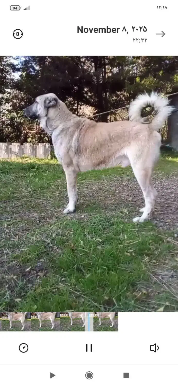 سگ سرابی|سگ|تهران, تهرانپارس شرقی|دیوار