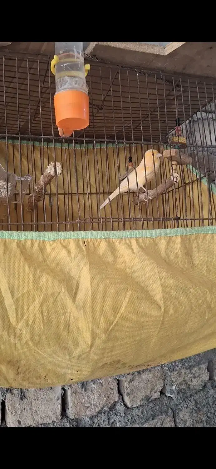 یک عدد قناری سرامیکی مست جوانه|پرنده|گرگان, |دیوار