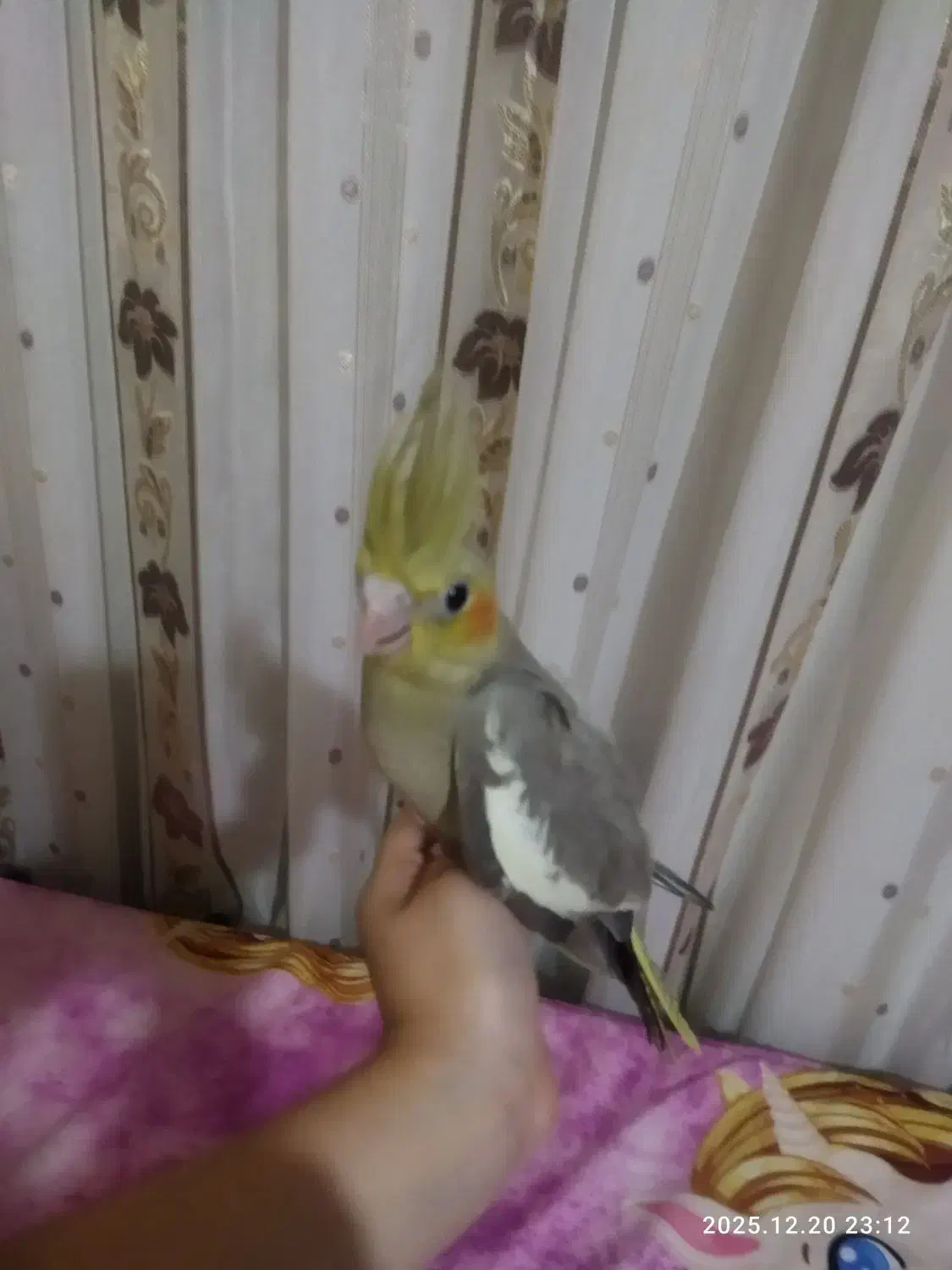 جوجه تازه دونخور دوماهه|پرنده|قم, هفت تیر|دیوار