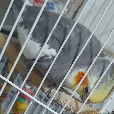 عروس هلندی جفت|پرنده|روانسر, |دیوار