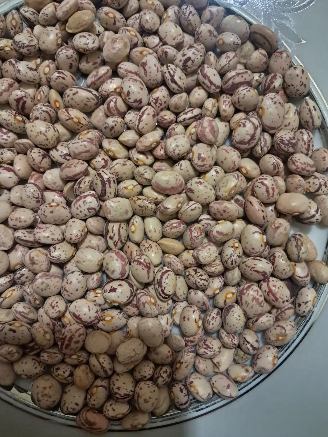 لوبیا چیتی|خوردنی و آشامیدنی|مرودشت, استادیوم‎|دیوار