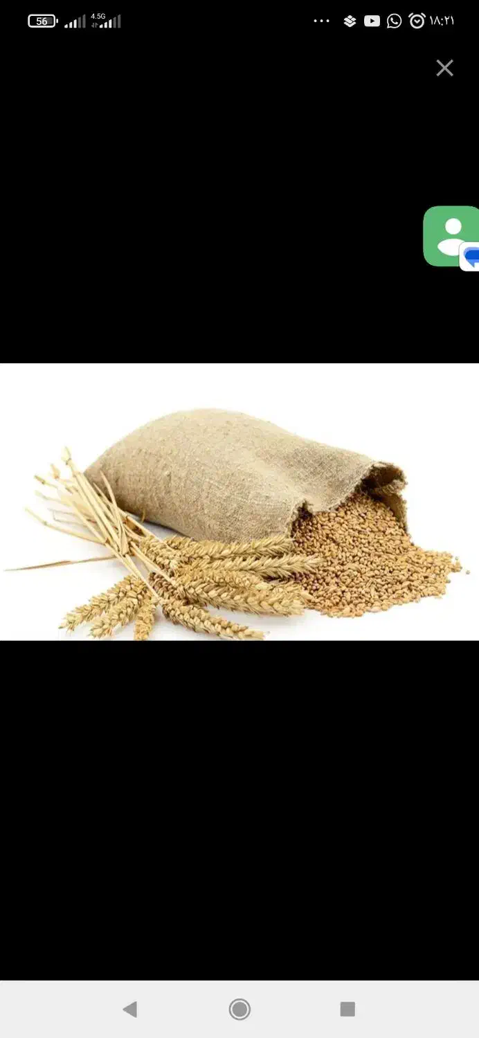 گندم خریدارم (نقدی)|فعالیت داوطلبانه|دهگلان, |دیوار