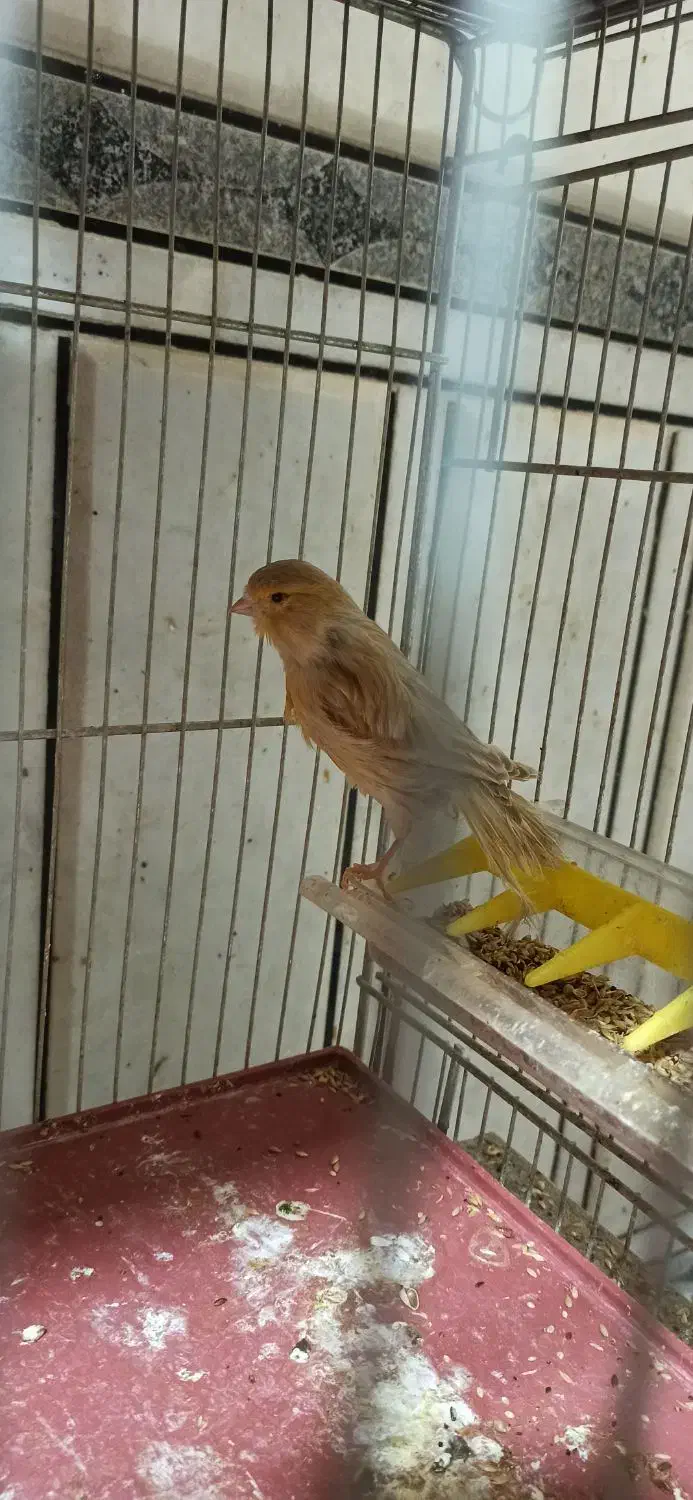 قناری ماده|پرنده|خمینی‌شهر, |دیوار