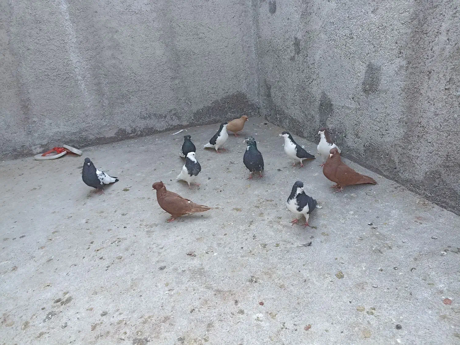 کبوتر رنگی|پرنده|محمدیه-قزوین, |دیوار