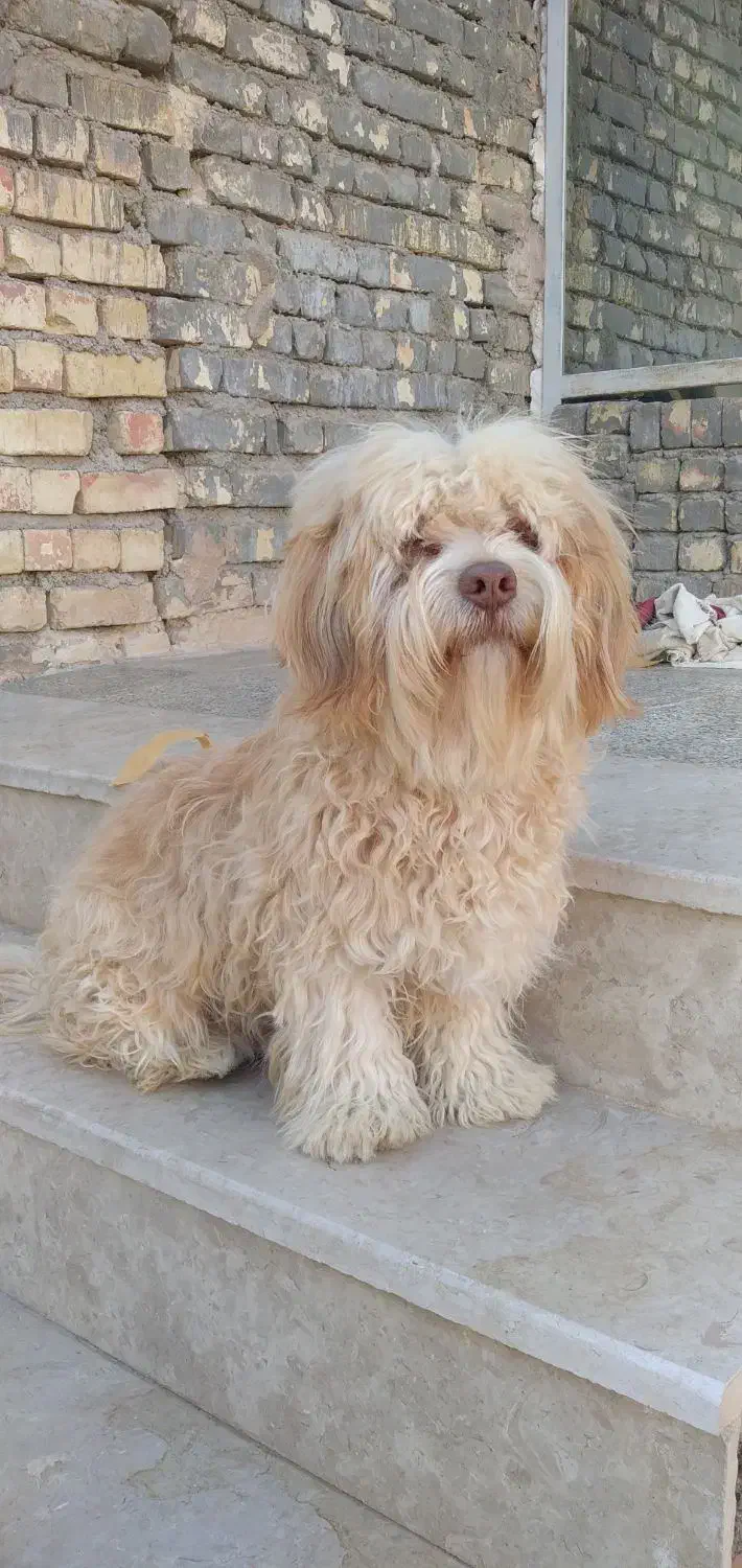 سگ پاپی نر|سگ|پیر بکران, |دیوار