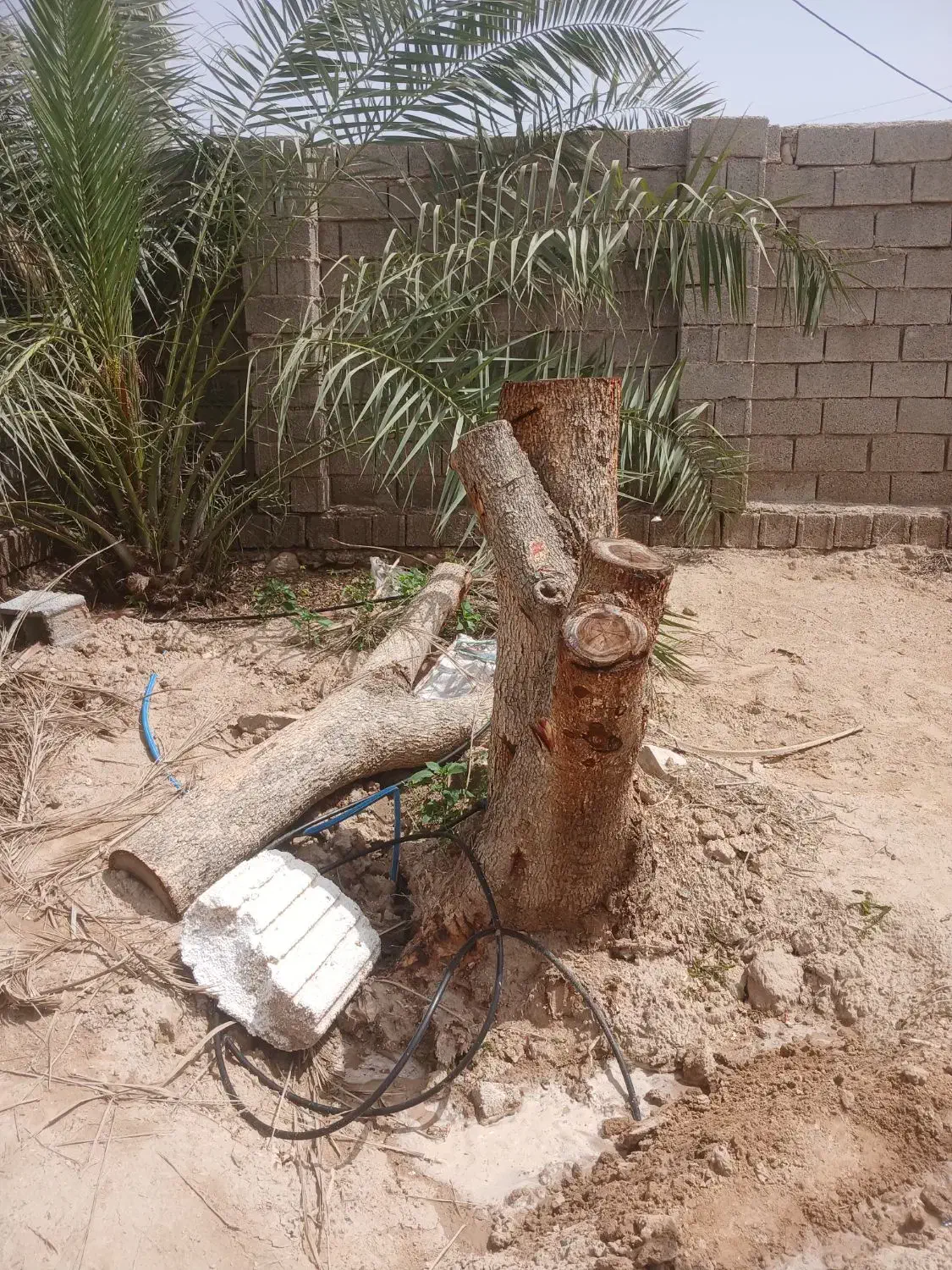 چوب|گل و گیاه طبیعی|برازجان, |دیوار