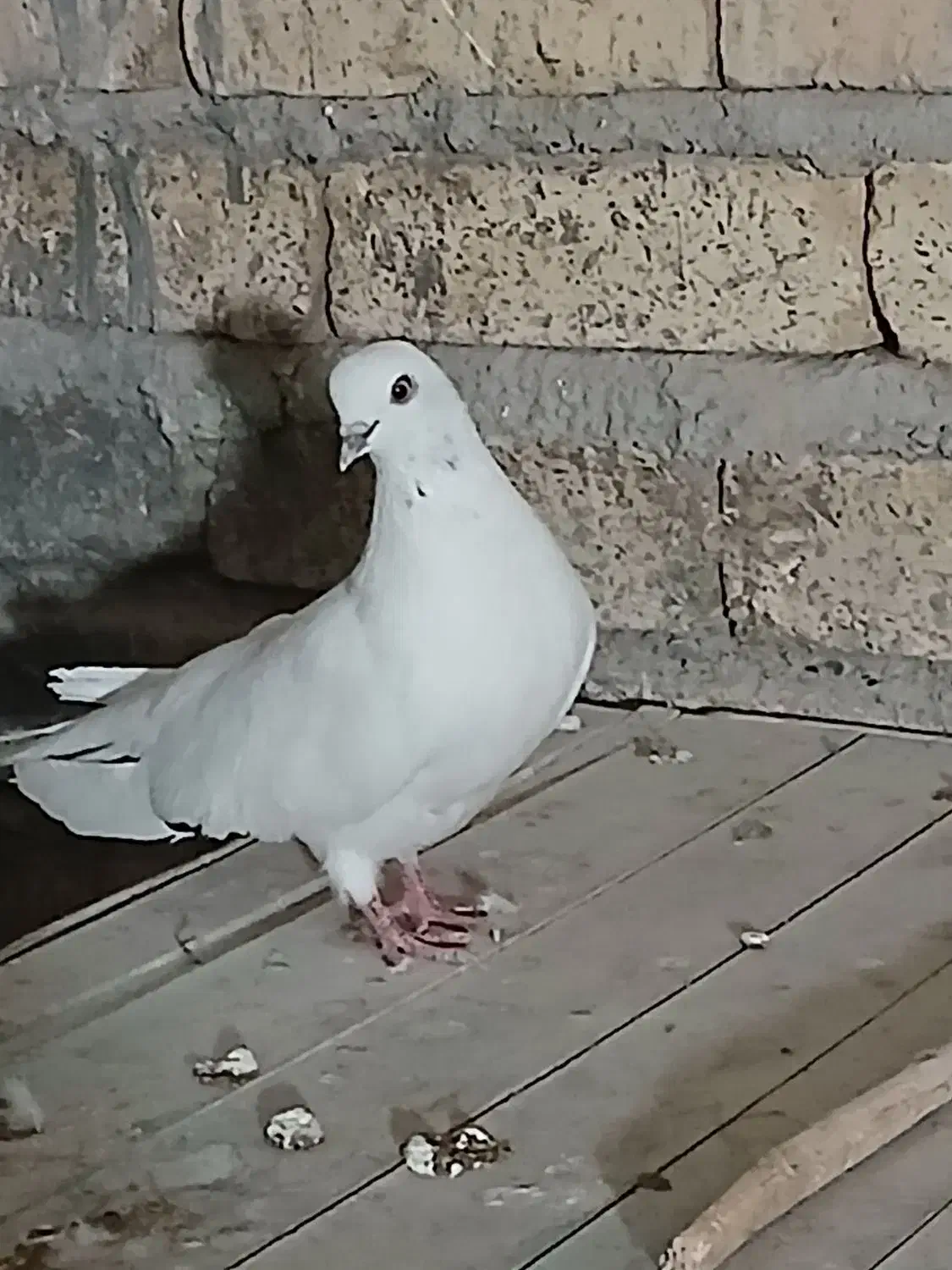 کبوتر پرشی ماده|پرنده|ابریشم, |دیوار