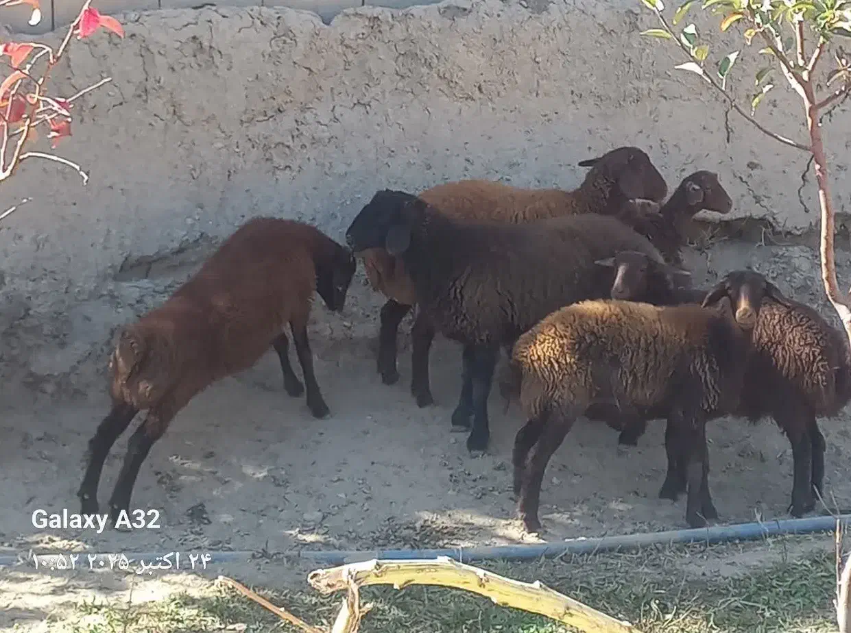 بره نر و ماده ۳۵تا۴۰کیلو ومیش ابستن|حیوانات مزرعه|سمنان, |دیوار