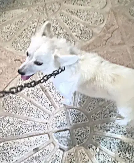 سگ اشپیتز|سگ|جیرفت, |دیوار