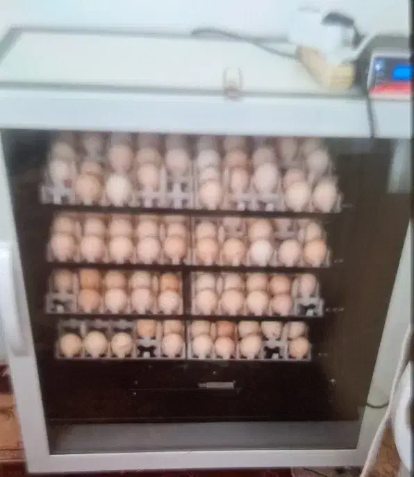 دستگاه جوجه کشی تمام اتومات ققنوس|ماشینآلات صنعتی|ملایر, |دیوار