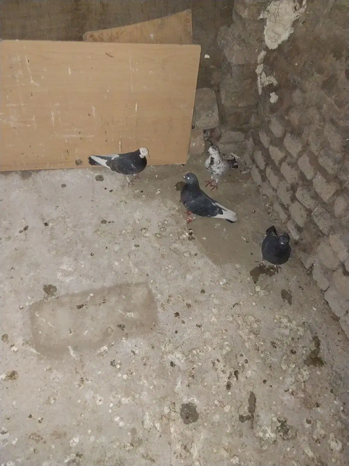 سالم بشرت پرشت|پرنده|دورود, |دیوار