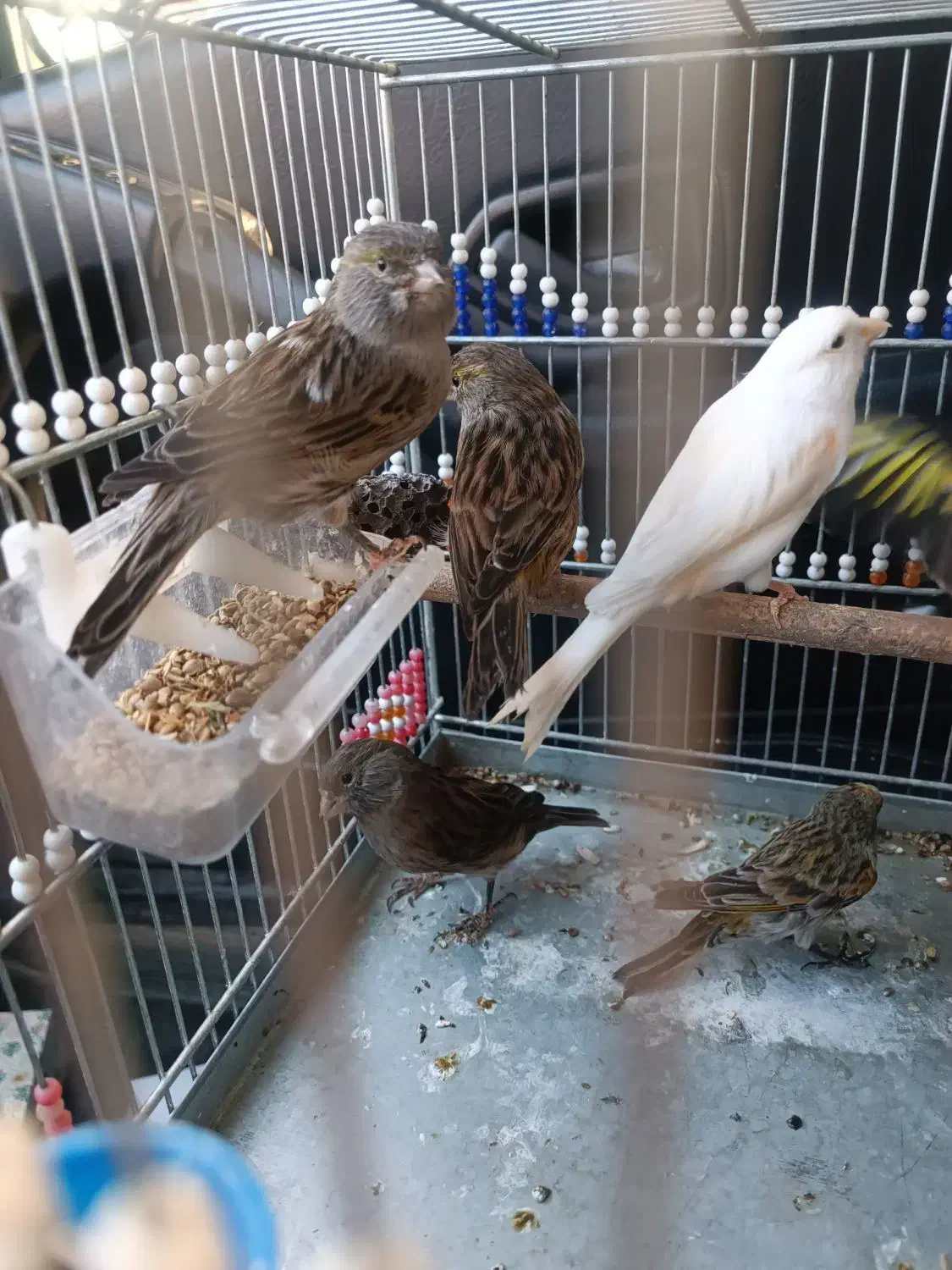 قناری ماده مست پس کوزه|پرنده|تربت‌حیدریه, حسنی بالا|دیوار