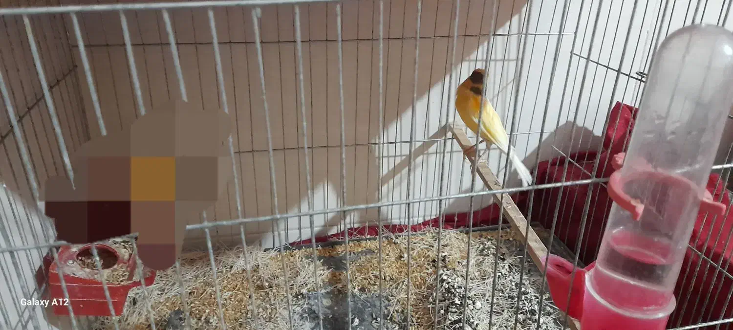 قناری|پرنده|هندیجان, |دیوار