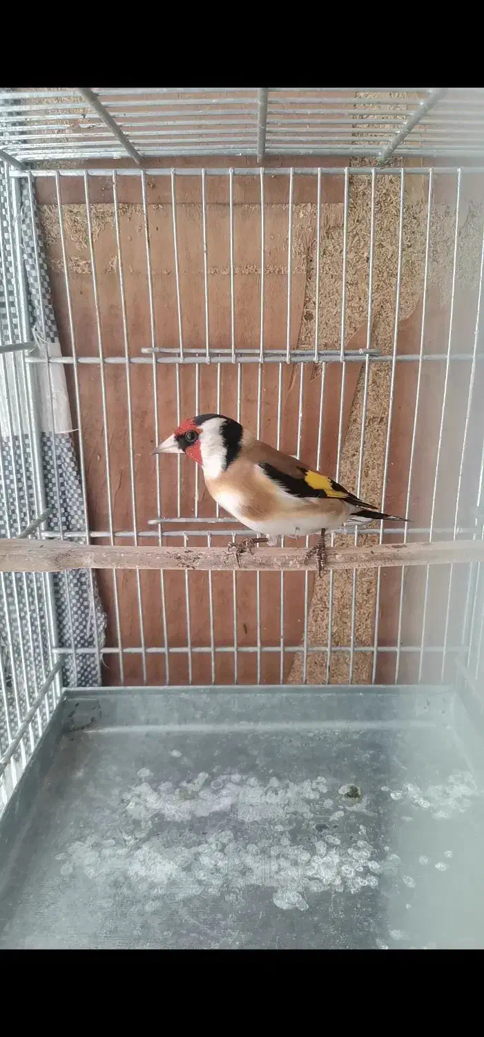 سهره نر|پرنده|خوی, |دیوار