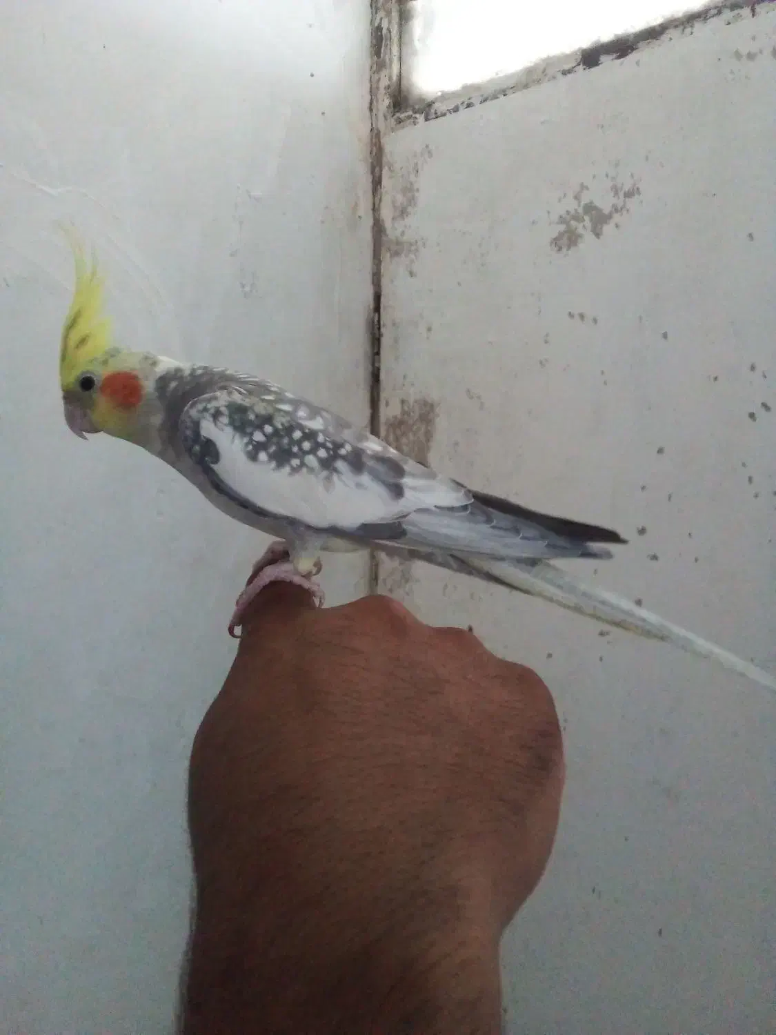 پرنده|پرنده|چمستان, |دیوار