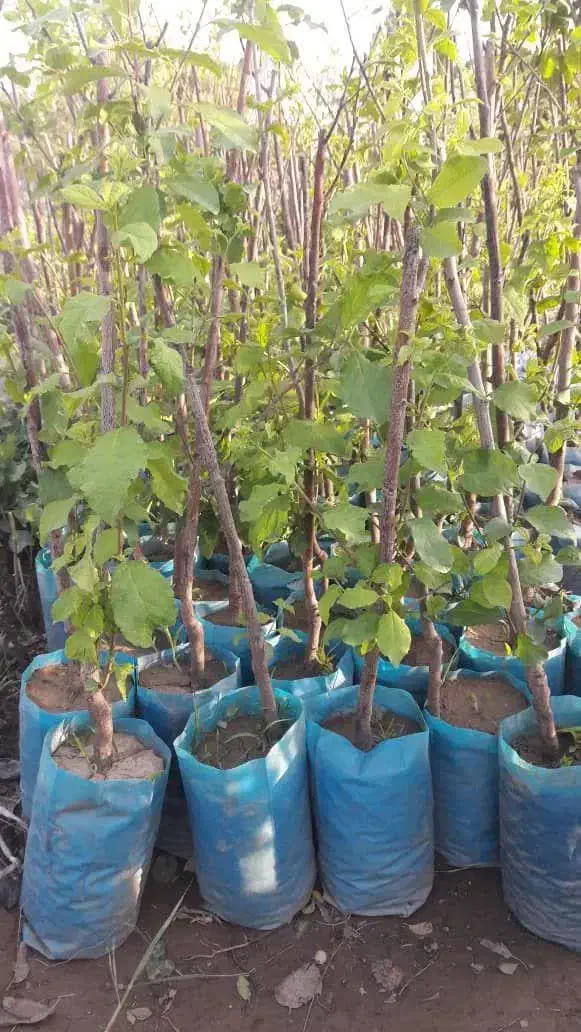 نهال فروشی علی همراهی|خدمات باغبانی و درختکاری|اراک, |دیوار