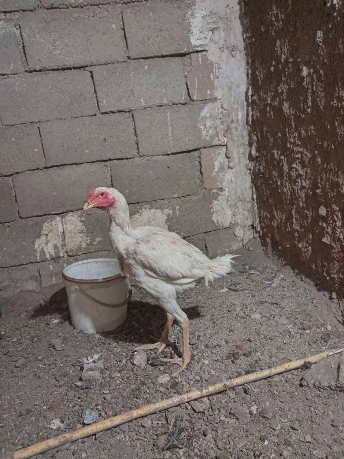 جوجه لاری|حیوانات مزرعه|قاسم‌آباد (خواف), |دیوار