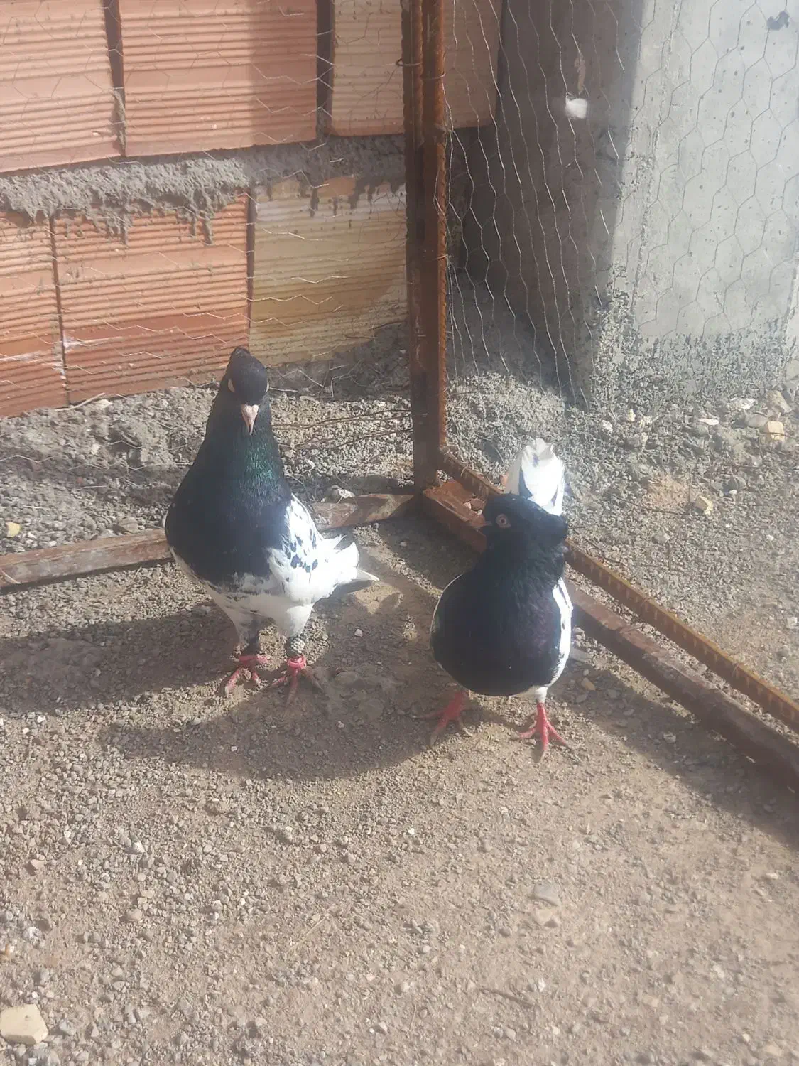 کبوتر|پرنده|اسفراین, |دیوار