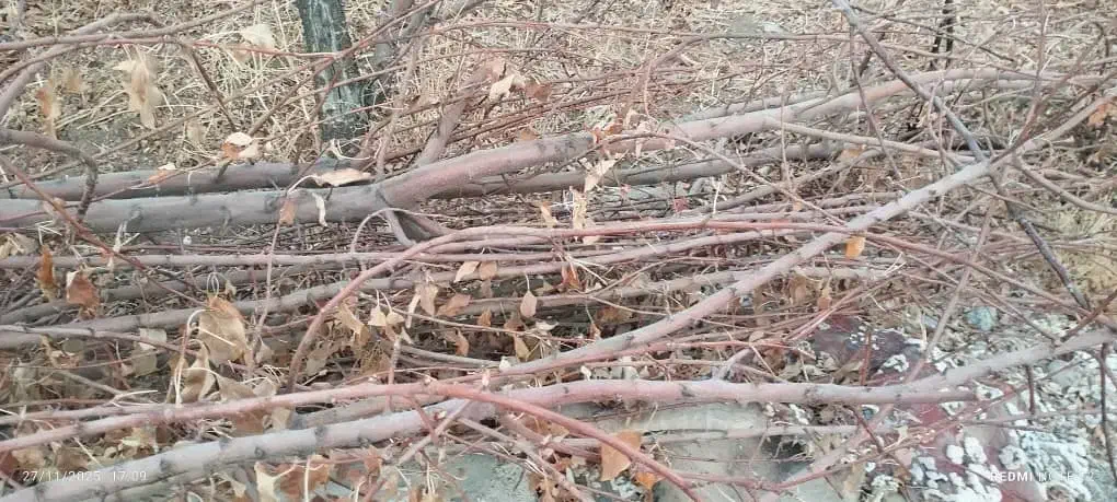 فروش چوب هرسی میوه ذغال،پوشال،خاک اره|خدمات باغبانی و درختکاری|خاوه, |دیوار