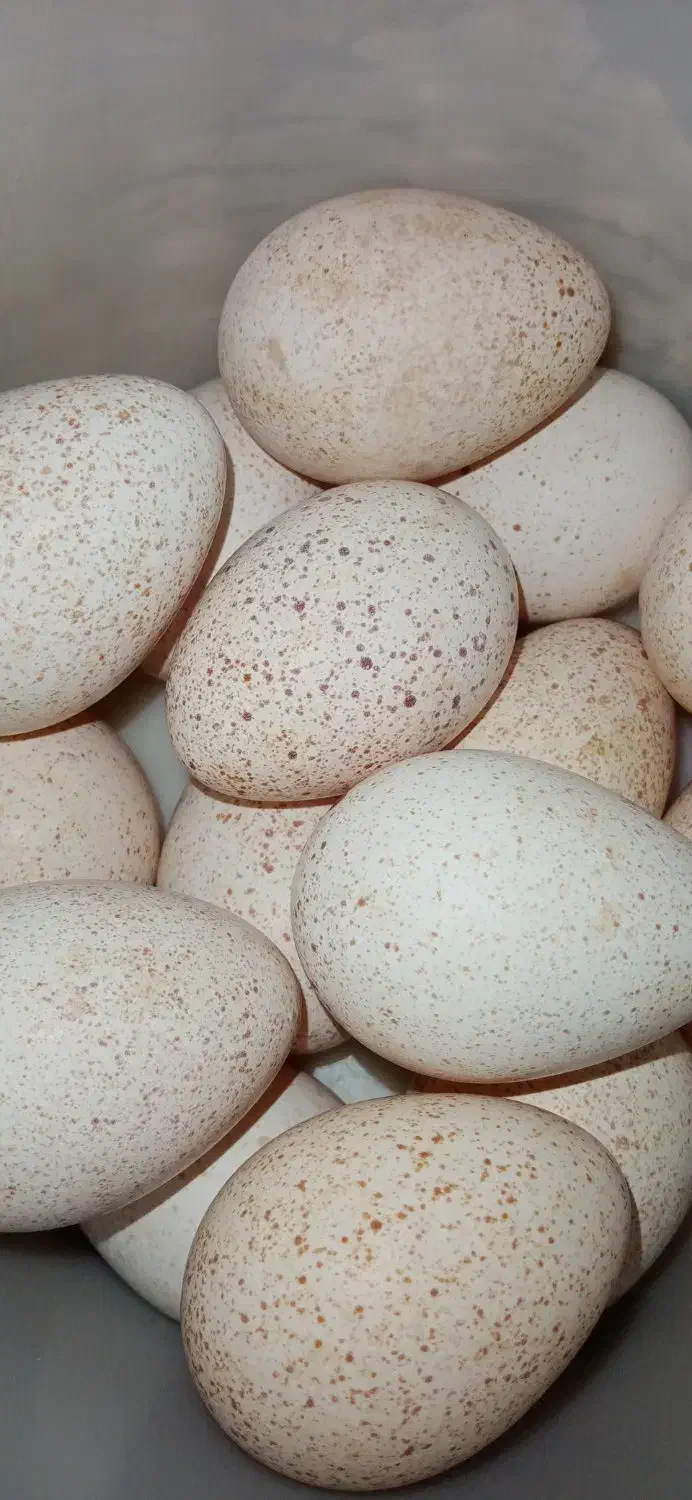 تخم بوقلمون|حیوانات مزرعه|ربط, |دیوار