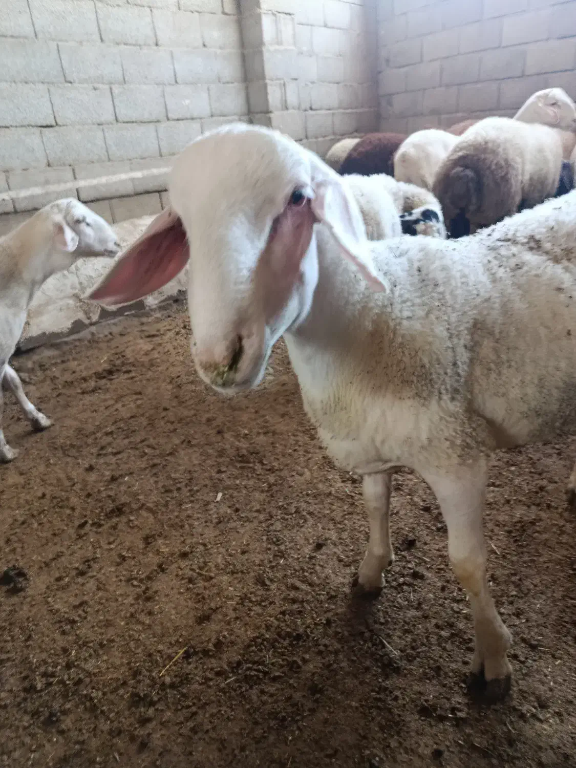 بره لاکن بره سال رومانوف وبره هترو|حیوانات مزرعه|کرج, خرمدشت|دیوار