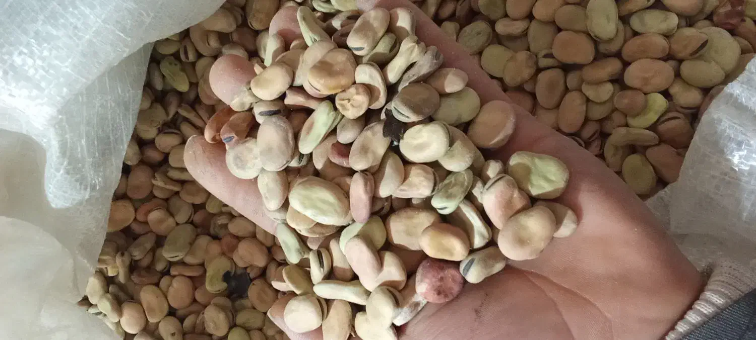 باقله|خوردنی و آشامیدنی|شیراز, شهرک فرهنگیان|دیوار