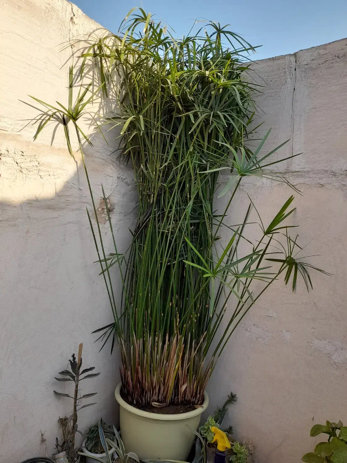 گل مردابی سرحال بزرگ|گل و گیاه طبیعی|مشهد, رسالت|دیوار