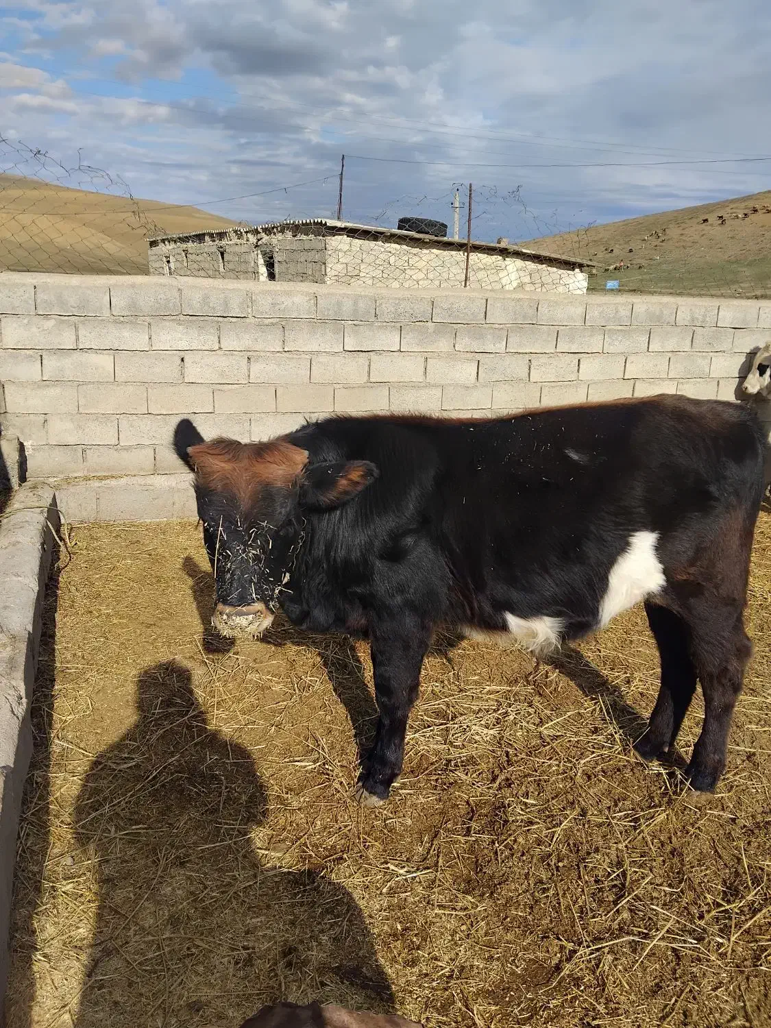 گوساله نر|حیوانات مزرعه|بیله سوار, |دیوار