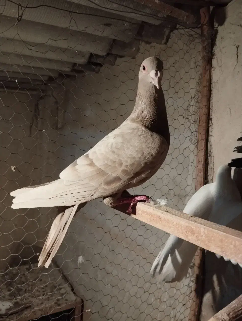 کبوترمسافت|پرنده|وحیدیه, |دیوار