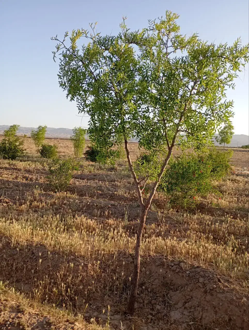 فروش درخت عناب|گل و گیاه طبیعی|قائن, |دیوار